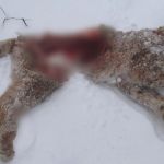 В Смоленском Поозерье стая волков загрызла маленького рысенка