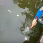 В пруду "Лопатинского сада" появилась золотая рыбка (видео)