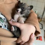 В Смоленской области новорожденного щенка выкинули на помойку