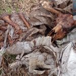 В смоленской деревне отходы гниения от захоронения животных попадают в реку Вязьма