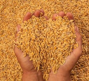 В  Смоленске аграрии получат 58 млн рублей на производство зерновых культур