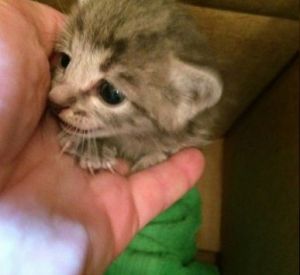 Чудом спасшийся котенок нашел новую маму