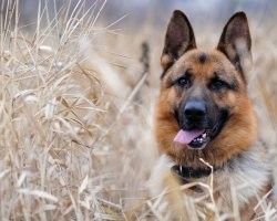 В Смоленске собака погибла из-за ссоры хозяев