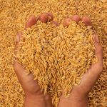 В  Смоленске аграрии получат 58 млн рублей на производство зерновых культур