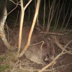 В Смоленской области браконьер расчленил лосиху и ее лосёнка