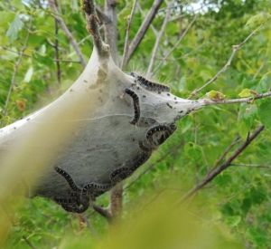 В лесу Смоленской области паразиты атаковали деревья (фото)