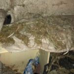 Житель Смоленской области прятал в подвале «дурь»
