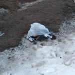 В Смоленске нашли пакет с мертвыми котятами