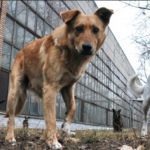 Свора собак терроризирует Заднепровский район