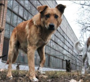 Свора собак терроризирует Заднепровский район