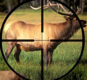 В Смоленской области браконьер застрелил самку лося и ее годовалого малыша