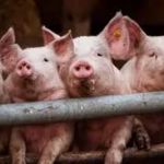 Очаг африканской чумы свиней выявлен под Смоленском