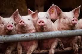 Очаг африканской чумы свиней выявлен под Смоленском