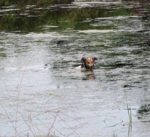 Спасатели вытащили из болота собаку