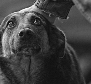 В Смоленске трем собакам ищут новую семью