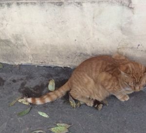 Школьница спасла кота, которого оставили умирать на проезжей части