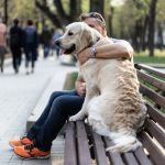 В России появился список штрафов для владельцев собак