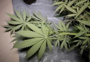 Смолянин выращивал кусты марихуаны в подвале своего гаража