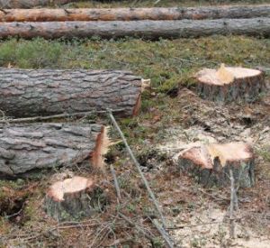 ОНФ обнаружил вырубку здорового леса под видом больного