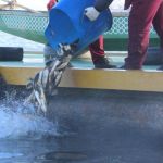 В Десногорское водохранилище выпустили шесть тонн ценных рыб