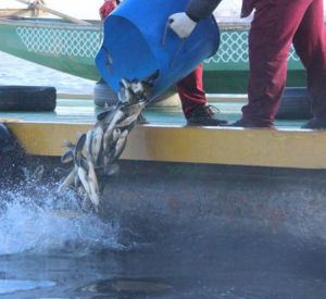 В Десногорское водохранилище выпустили шесть тонн ценных рыб