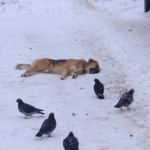 Под Смоленском массово убивают собак