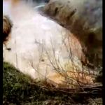 В Смоленской области в реку сливают странную жидкость (видео)