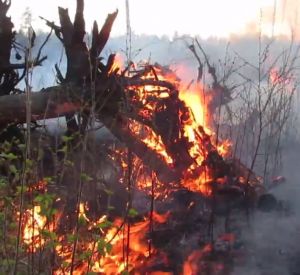 Крупный лесной пожар сняли на видео