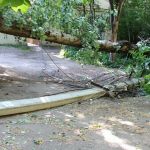 Упавшее дерево обесточило целый дом (фото, видео)