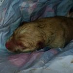 Бездушные люди завернули новорожденного щенка в пакет и выбросили на помойку (фото)