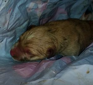 Бездушные люди завернули новорожденного щенка в пакет и выбросили на помойку (фото)