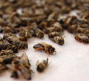 В Смоленской области массово гибнут пчелы