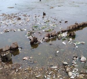 Специалисты выясняют причины массового мора рыбы в Каспле