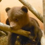 Медвежью тройню из Смоленской области сняли на видео