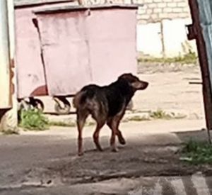 Фото: Свора бродячих собак затерроризировала промзону в Смоленске