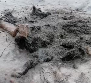 Под Смоленском нашли последствия деятельности браконьеров