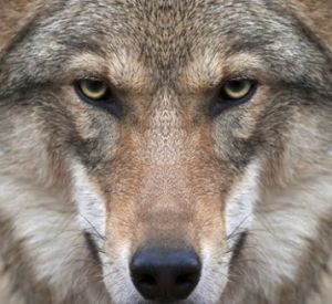 В Смоленской области волки загрызли собаку