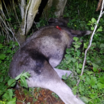 В Смоленской области поймали браконьера, который застрелил самку лося