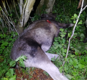 В Смоленской области поймали браконьера, который застрелил самку лося