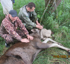 Фото: В Смоленской области мужчина попытался спасти раненного браконьерами молодого лося