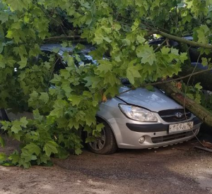 В Смоленске упавшее дерево повредило легковой автомобиль