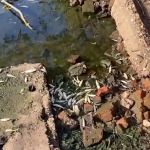 Фото: Смоленский эколог прокомментировала ситуацию с гибелью рыбы в реке Гжать