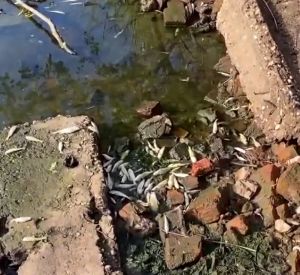 Фото: Смоленский эколог прокомментировала ситуацию с гибелью рыбы в реке Гжать