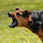В Смоленской области свора бродячих собак покусала полицейского начальника