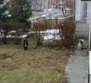 В Десногорске собаки нападают на людей
