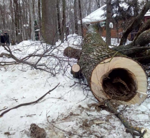 В «Лопатинском саду» устроили массовую вырубку деревьев (фото)