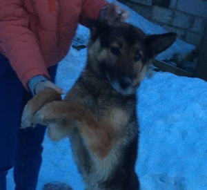 В Смоленске приют для животных просит спасти молодого пса от усыпления