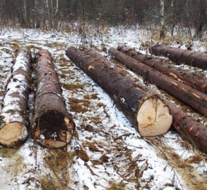 Губернатор Смоленской области потребовал разобраться с незаконной вырубкой леса в регионе