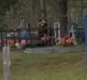 Видео: Ярцевчане встретили на кладбище медведя