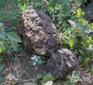 Авиационную бомбу выкопали в Смоленской области